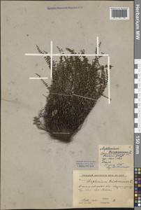 Asplenium trichomanes L., Middle Asia, Western Tian Shan & Karatau (M3) (Kyrgyzstan)