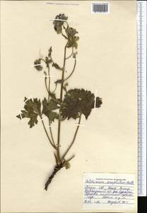 Delphinium oreophilum Huth, Middle Asia, Pamir & Pamiro-Alai (M2) (Tajikistan)