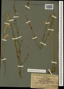 Campanula rapunculus subsp. lambertiana (A.DC.) Rech.f., Caucasus, Azerbaijan (K6) (Azerbaijan)