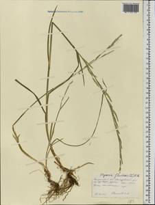 Glyceria fluitans (L.) R.Br., Eastern Europe, Central forest region (E5) (Russia)