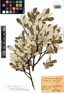 Salix glauca L., Siberia, Baikal & Transbaikal region (S4) (Russia)