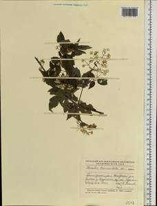 Clematis brevicaudata DC., Siberia, Russian Far East (S6) (Russia)