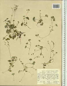 Micranthes nudicaulis, Siberia, Russian Far East (S6) (Russia)