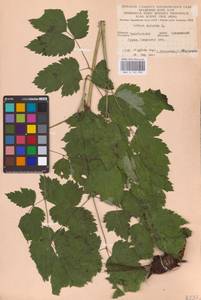 Actaea spicata L., Eastern Europe (no precise locality) (E0)