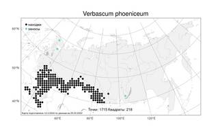 Verbascum phoeniceum L., Atlas of the Russian Flora (FLORUS) (Russia)