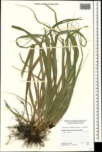 Festuca drymeja Mert. & W.D.J.Koch, Caucasus, Abkhazia (K4a) (Abkhazia)