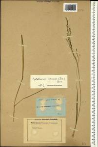 Achnatherum virescens (Trin.) Banfi, Galasso & Bartolucci, Caucasus (no precise locality) (K0)