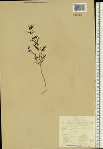 Melampyrum pratense L., Eastern Europe, Northern region (E1) (Russia)