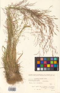 Agrostis clavata Trin., Siberia, Chukotka & Kamchatka (S7) (Russia)