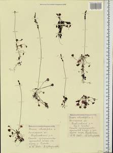Drosera rotundifolia L., Eastern Europe, Northern region (E1) (Russia)