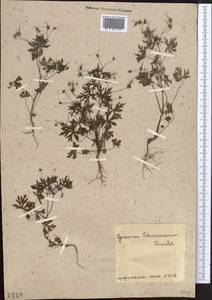 Geranium schrenkianum Trautv. in A.K. Becker, Middle Asia, Muyunkumy, Balkhash & Betpak-Dala (M9) (Kazakhstan)