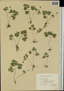 Adoxa moschatellina L., Eastern Europe, Central forest-and-steppe region (E6) (Russia)