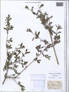 Lonicera microphylla Willd. ex Roem. & Schult., Middle Asia, Pamir & Pamiro-Alai (M2) (Tajikistan)