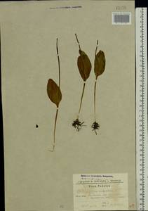 Ophioglossum vulgatum L., Eastern Europe, South Ukrainian region (E12) (Ukraine)
