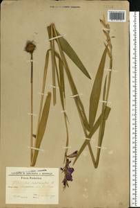 Gladiolus imbricatus L., Eastern Europe, South Ukrainian region (E12) (Ukraine)