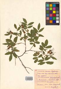 Rosa acicularis × davurica, Siberia, Russian Far East (S6) (Russia)