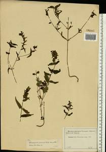 Melampyrum pratense L., Eastern Europe, Moscow region (E4a) (Russia)