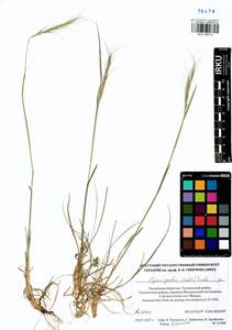 Elymus gmelinii (Trin.) Tzvelev, Siberia, Baikal & Transbaikal region (S4) (Russia)