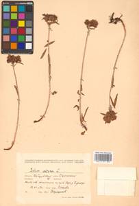 Phedimus aizoon (L.) 't Hart, Siberia, Russian Far East (S6) (Russia)