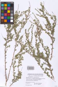 Atraphaxis frutescens (L.) Eversm., Eastern Europe, Eastern region (E10) (Russia)