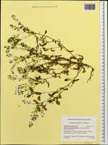 Rorippa palustris (L.) Besser, Caucasus, Krasnodar Krai & Adygea (K1a) (Russia)