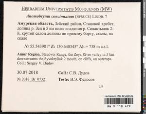Anomobryum concinnatum (Spruce) A. Jaeger, Bryophytes, Bryophytes - Russian Far East (excl. Chukotka & Kamchatka) (B20) (Russia)