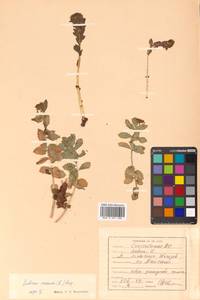 Rhodiola rosea L., Siberia, Russian Far East (S6) (Russia)