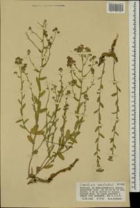 Lepidium cordatum Willd. ex DC., Mongolia (MONG) (Mongolia)