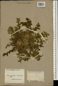 Cirsium rhizocephalum C. A. Mey., Caucasus, Armenia (K5) (Armenia)