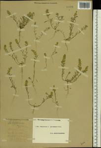 Alyssum turkestanicum Regel & Schmalh. ex Regel, Eastern Europe, South Ukrainian region (E12) (Ukraine)