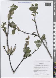 Salix hastata L., Siberia, Yakutia (S5) (Russia)