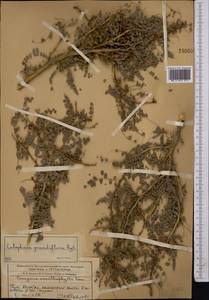 Calophaca tianschanica (B.Fedtsch.)Boriss., Middle Asia, Western Tian Shan & Karatau (M3) (Kazakhstan)