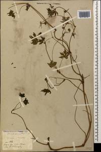 Geranium collinum Stephan ex Willd., Caucasus, Stavropol Krai, Karachay-Cherkessia & Kabardino-Balkaria (K1b) (Russia)