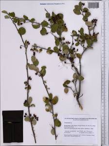 Cotoneaster, Middle Asia, Northern & Central Tian Shan (M4) (Kyrgyzstan)