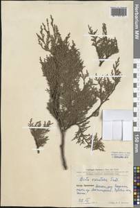 Platycladus orientalis (L.) Franco, South Asia, South Asia (Asia outside ex-Soviet states and Mongolia) (ASIA) (China)