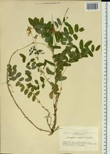 Astragalus frigidus (L.) A.Gray, Siberia, Western Siberia (S1) (Russia)