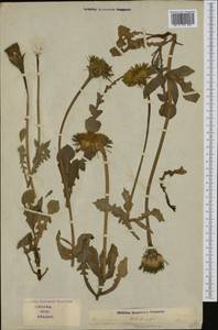 Urospermum dalechampii (L.) Scop. ex F.W.Schmidt, Western Europe (EUR) (Italy)