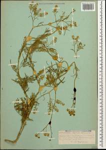 Lepidium vesicarium L., Caucasus, Armenia (K5) (Armenia)