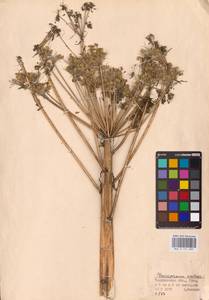 Pleurospermum uralense Hoffm., Eastern Europe, Eastern region (E10) (Russia)
