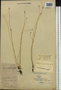 Eleocharis uniglumis (Link) Schult., Siberia, Western Siberia (S1) (Russia)