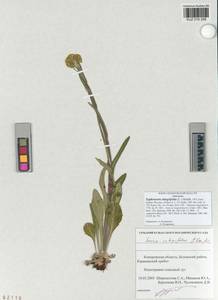 Tephroseris integrifolia (L.) Holub, Siberia, Altai & Sayany Mountains (S2) (Russia)