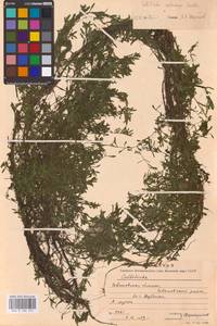 Callitriche cophocarpa Sendtn., Eastern Europe, Central forest region (E5) (Russia)