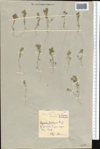 Alyssum turkestanicum Regel & Schmalh. ex Regel, Middle Asia, Northern & Central Kazakhstan (M10) (Kazakhstan)