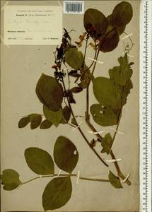 Lathyrus davidii Hance, South Asia, South Asia (Asia outside ex-Soviet states and Mongolia) (ASIA) (China)