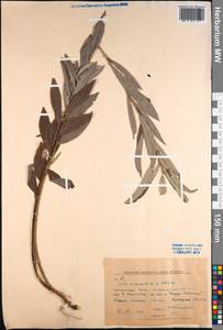Salix viminalis L., Siberia, Russian Far East (S6) (Russia)