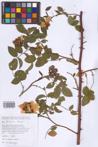 Rosa balsamica Besser, Eastern Europe, Lower Volga region (E9) (Russia)