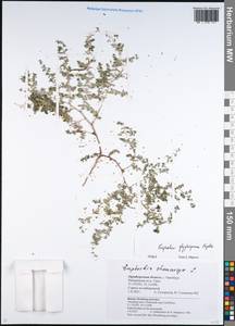 Euphorbia glyptosperma Engelm., Eastern Europe, Eastern region (E10) (Russia)