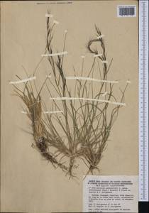 Aristida adscensionis L., Western Europe (EUR) (Spain)