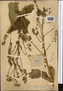 Cynoglossum viridiflorum Pall. ex Lehm., Middle Asia, Muyunkumy, Balkhash & Betpak-Dala (M9) (Kazakhstan)