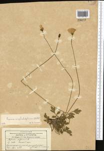 Papaver croceum Ledeb., Middle Asia, Western Tian Shan & Karatau (M3)